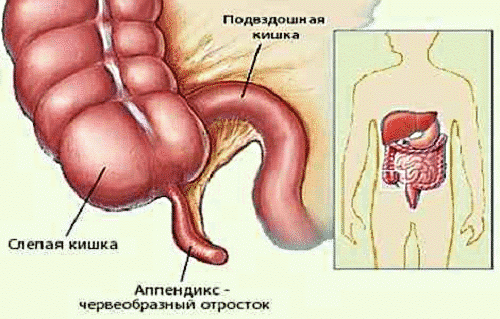 Слепая кишка