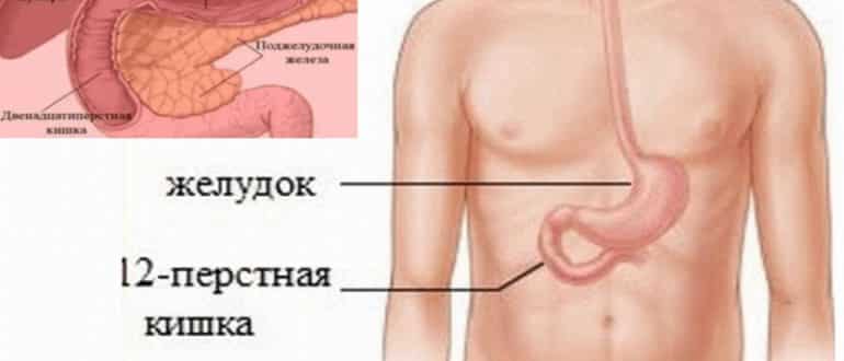 Кишечник человека